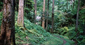 sequoia, Alba ALBERO DI LEGNO ROSSO, 10 SEMI