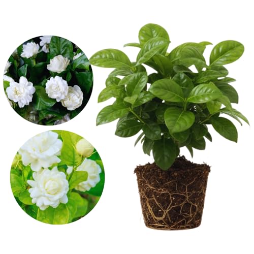 2 Jasmine Plants Live, Fragrant White Jasmine Live Plants, Fast