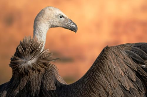 SHORT: Why are vultures sometimes called "the soap of the savanna?"