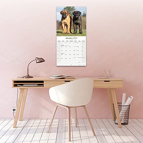 Bull Mastiff Calendar 2024 Square Dog Breed Wall Calendar - 16 Month - Image 4