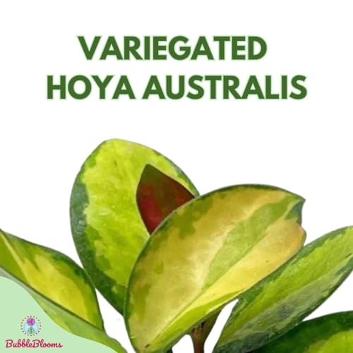 BubbleBlooms Variegated Hoya Australis, Tricolor Lisa, Very Rare Limited Live Plant, in 4 inch Pot - Image 3