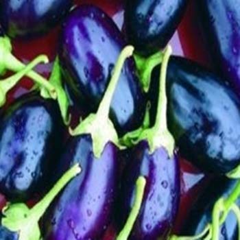 Aubergine - F1 Kaberi - 5 Seeds