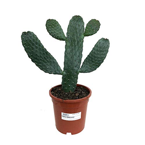 CACTUS NATURAL OPUNTIA CONSOLEA M17 45CM