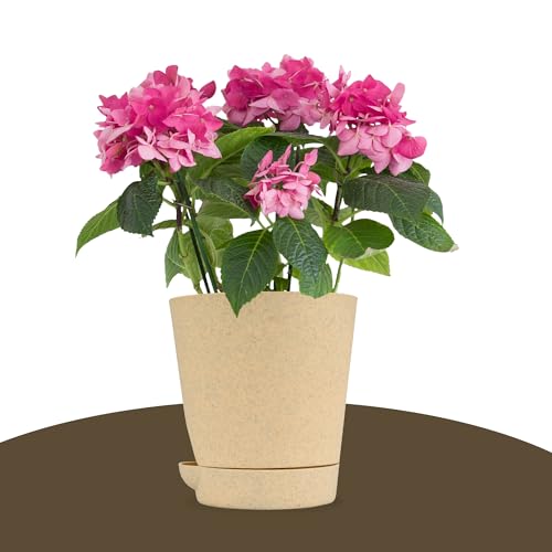 Image of Kuber Industries Pack of 12 Flower Pot | Flower Pot for Living Room-Office | Flower Planters for Home-Office-Lawns & Garden Decor | Self Watering Flower Pots | Marble Titan | 4 Inch | Beige