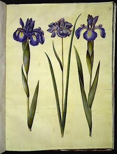 Tableaux Graffiti Art Mural Iris Latifolia 60x90cm par Hans Simon Holtzbecker Poster Moderne
