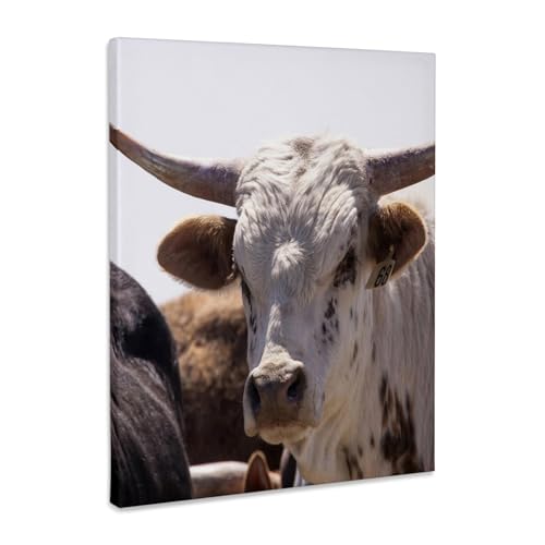 3dRose, Brahma bull cow with hump on back - NA02 PWO0005 - PiperAnne Worcester, Museum Grade Canvas Wrap 16x20