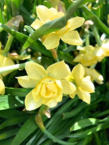 50 Bulbs of Daffodil (Yellow Cheerfulness) Includes Postage