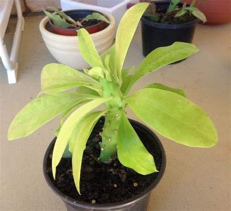 Florima Euphorbia neriifolia (sehund) - Succulent Plant (Euphorbia neriifolia Plant)-image-2