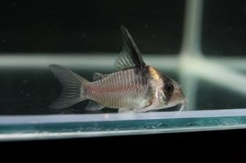 Amazon Wild コリドラス レセックス 1匹 5 5 5cm Wild コリドラス 熱帯魚 観賞魚 通販