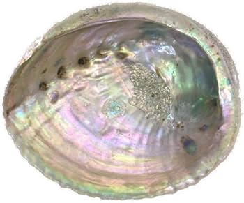 41thiuLpr4L._AC_UF350,