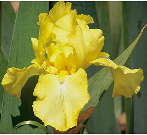 二季咲きジャーマンアイリス：イエロー3.5号ポット 芳香種 春と晩秋 