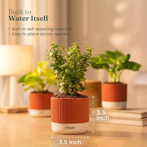 Image of Kyari Good Luck Combo of 3 Indoor Plants - Golden Money, Green Money & Jade with Red Self Watering Pot 4 Inch - Live Vastu Friendly Plants for Home Decor & Living Room - Good Luck Plant Set