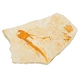 Spécimen de pierre : c'est un véritable lycoptère, unique et naturel, les détails vifs sont faciles à observer, spécimen de vie marine