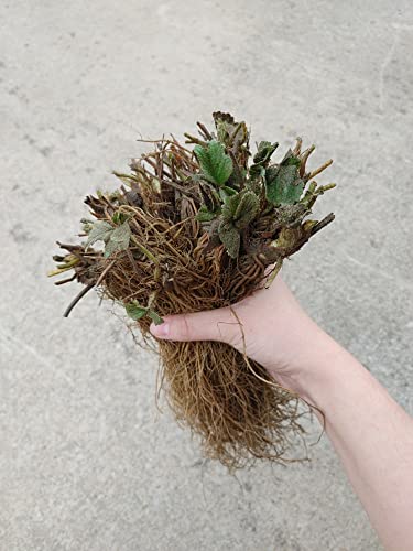 Jewel Organic Grown Strawberry Plants (Pack of 10 Bare Roots) - ONE of Our Best Varieties! Best in Zones: 4-8.