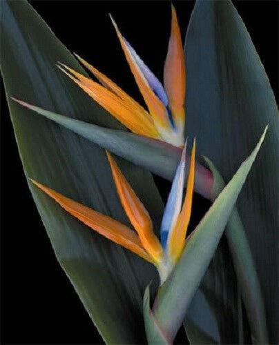 Miniatura 5 de Malva Tropical Bird of Paradise Mallowwort - Strelitzia Reginae Flower jocad (5 semillas)