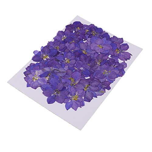 50 flores secas reales de delphinium para manualidades miniatura 6