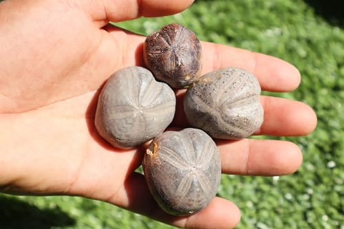 Image of Amazing Marine Fossil Collection: 4 Fossilized Sea Urchins and 6 Authentic Brachiopods, Perfect for Collectors and Natural Decor A177