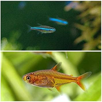 Amazon 熱帯魚 グリーンネオンテトラ 10匹 ファイアー テトラ 12匹 北海道航空便要保温 Charm チャーム 観賞魚 水中生物 通販 Amazon 熱帯魚 グリーンネオンテトラ 10匹 ファイアー テトラ 12匹 北海道航空便要保温 Charm チャーム 観賞魚 水中生物 通販