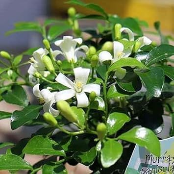 Super Dwarpful Moon Orange Silk Jasmine Nana Chikitsu 3.5 inches 9 cm Pot Seedling, White