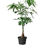 Money Tree 'Guiana Chestnut' Pachira Braid Live Plant for Indoor | Different Houseplants in 4'' & 6'' Pot | Real House Plant for Living Room, Office, Desk & Bathroom |