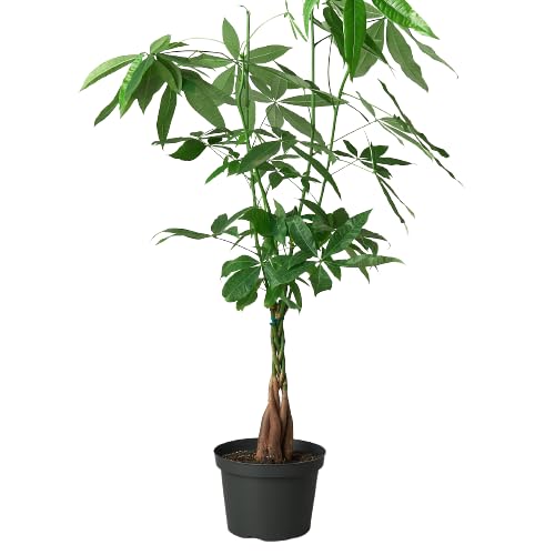 Thirsty Leaves Money Tree