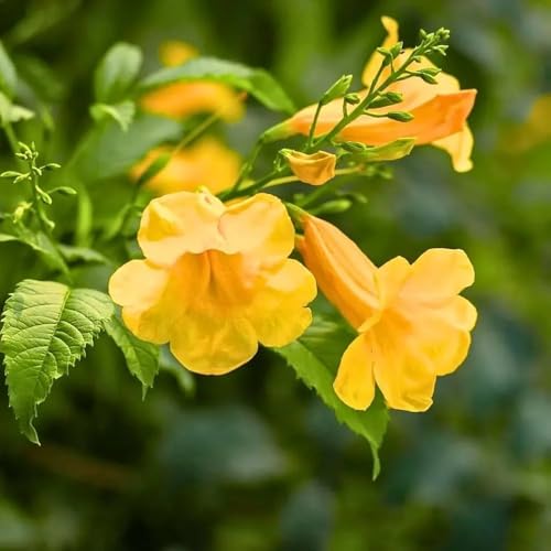 Image of Tecoma Yellow Bell Live Plant with Pot a€ inch Pack of 1 | Bright Flowering Shrub for Home Garden | Outdoor Decorative Yellow Flower Plant
