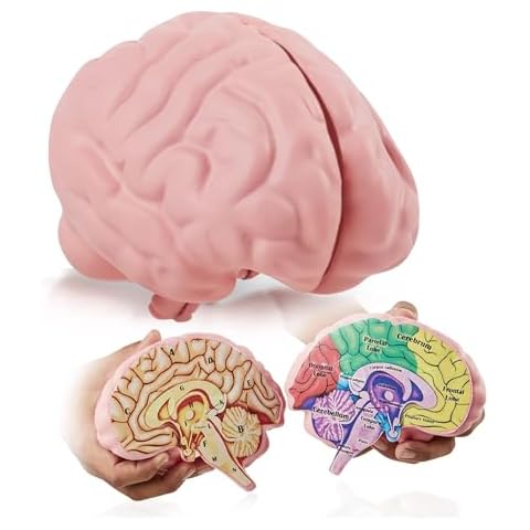 Cross Section Foam Brain Model, Great Educational Tool for Learning & Teaching Human Anatomical Function, Psychology, Biology or Science, Easy to Use & Includes 2 Half Pieces Labeled with Figures Cover