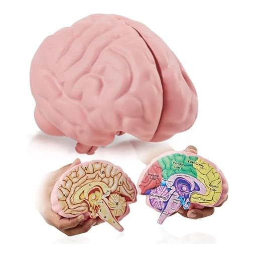 Cross Section Foam Brain Model, Great Educational Tool for Learning & Teaching Human Anatomical Function, Psychology, Biology or Science, Easy to Use & Includes 2 Half Pieces Labeled with Figures