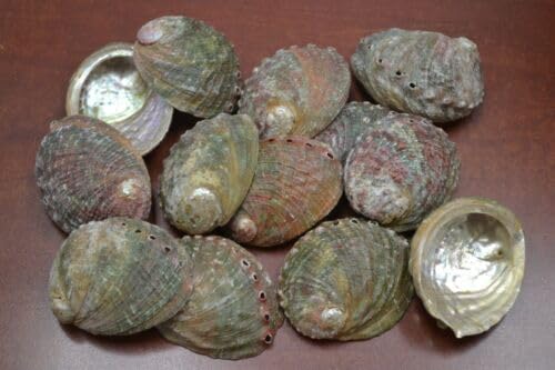 100 PCS Natural Green Abalone SEA Shell (ONE Side Polished) 2