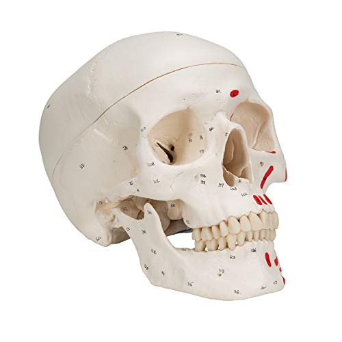 Image of 3B Scientific Classic Skull, Painted, 3-Part