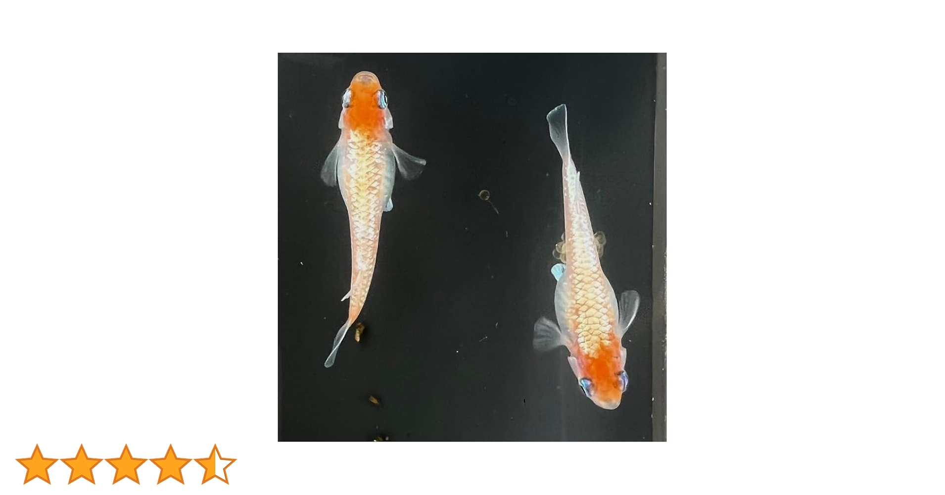 丸長メダカ E28【 ダイアナ妃　西郷めだか様直系　種親クラス　若魚 】2匹！ メス 1匹、オス 1匹！ めだか 現物出品！