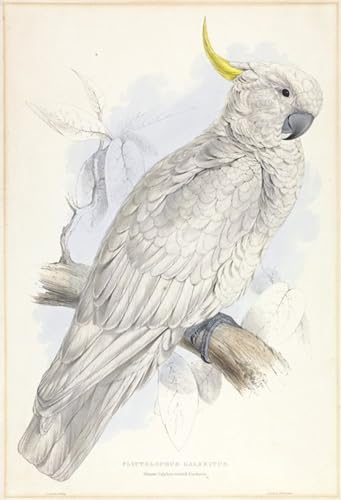 Impression tableaux graffiti art mural Edward Lear affiche oiseau de soufre 60x90