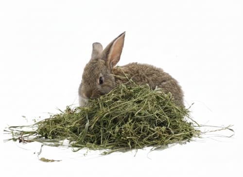 Herbe Médicale (Alphalpha) 500 grammes | Foin Naturel Herbe Médicale | Riche en Fibres, Protéines et Calcium | Idéal pour les Léporoïdes, Lapins, Petits Rongeurs | Meilleure Qualité - Croissance