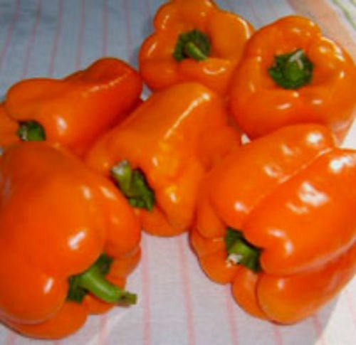 Orange Sun Bell douce Poivron! 12 graines - COMB S/H! BELLE ORANGE LUMINEUX!