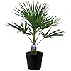 BALDUR Garten Winterharte KübelPalmen 1 Pflanze, Chinesische Hanfpalme