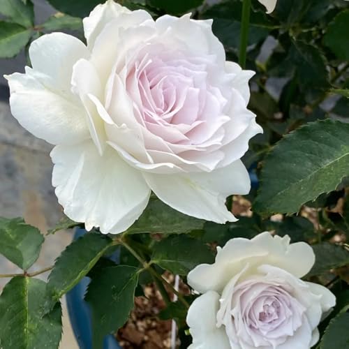 semillas de rosal, rosal trepador Decoración de jardín para exteriores, balcón, decorativas, cortadas aromáticas, para 40pcs