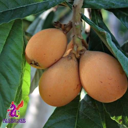 Alebrixes | Loquat Leaves Herbal Tea (4oz)| Premium Quality Whole Loquat Leaves Tea | Te Nispero - Eriobotrya Japonica | Wildcrafted.