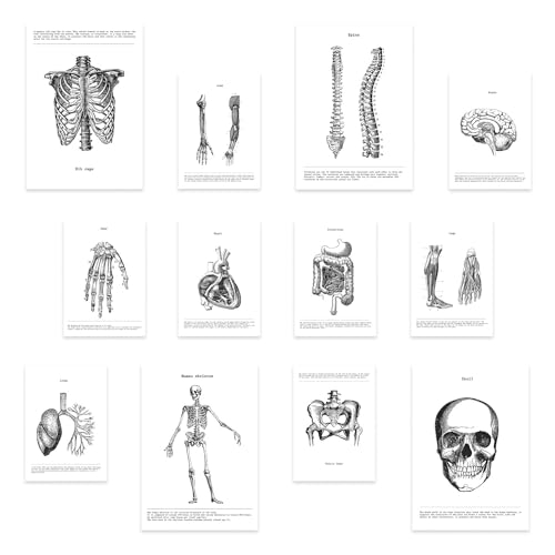 Impressions d'anatomie haut de gamme, design époustouflant et détails précis pour collectionneur