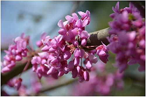 20 seeds of Eastern Redbud Cercis occidentalis Landscape Tree Deck Gardens Pink Flowers Zone 7+ Drought Tolerant Low Maintenance Deer Proof