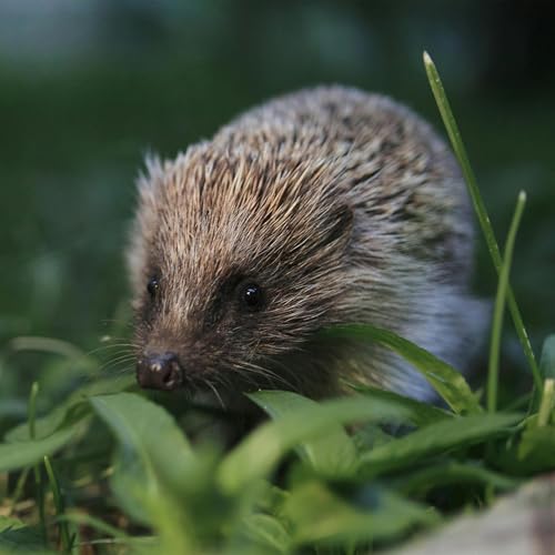 Sound Escape 239. Listen to the night-time snuffles of a garden hedgehog Podcast Por arte de portada