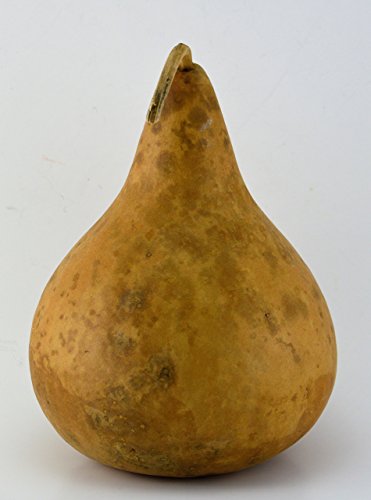 Gourd, Purple Martin, Dried and Ready for Crafting