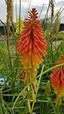 Le Kniphofia x uvaria 'Flamenco' est une petite vivace (80cm x 50 cm) formant des touffes avec des épis floraux tubulaires dans un dégradé de rouge écarlate au jaune orangé de juin à octobre. Vous pourrez la planter en bordure de massif où elle fera se