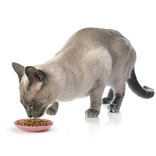 Petrageous 11035 Silly Kitty Dishwasher And Microwave Stoneware Cat Saucer 5-Inch Diameter 2.5-Ounce Capacity For Wet Or Dry Cat Food Great For All Cats, Pink #TOP4