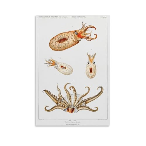 Vintage Bolitaena Octopus Illustration by Carl Chun Canvas Poster�C���e���A�f�U�C���A�A�[�g�v�����g�̑����A�����̐V�����Ƃ̑��蕨�̂��߂̔������|�X�^�[24x36inch(60x90cm) U