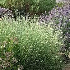 seeds 50pcs Thailand Calathea Plant