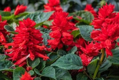 Green World SALVIA SAINT JOHNS FIRE FLOWER SEEDS FOR KITCHEN GARDENING (150 seeds) (B09KRYHBG8) Amazon Price History, Amazon Price Tracker