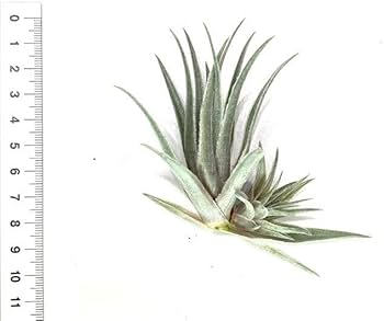 チランジア　ロゼイフローラ 楽天市場】(現品) チランジア ロゼイフローラ (No.22102) (エアー