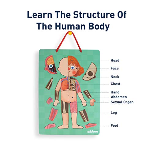 Mideer Human Body Model Puzzle For Kids, 90 Magnetic Puzzles Human Anatomy Play Set To Learn Body Parts, Organs, Muscles And Bones, Funny Gifts For Ages 6+ #TOP1