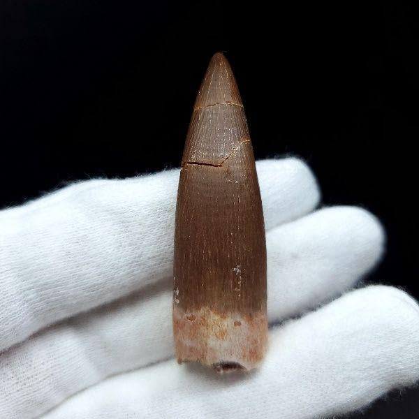 Amazon.co.jp: プレシオサウルス 化石 歯 本物 モロッコ産 48.97mm