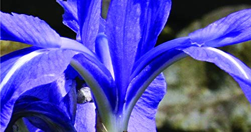 4 x Iris Laevigata Purple Early Bird Season Deals Live Water Plant Aquatic Pond Lake Marginal